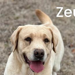 Zeus - Dilute Retriever