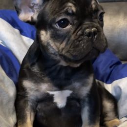 Belgian Malinois from Seven Hills Arkansas