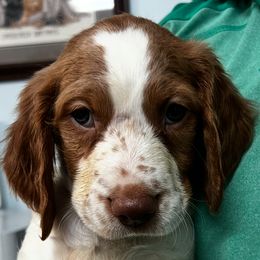 Zina boy 4 - Orange and white male Brittany puppy in Floyd Knobs, Indiana from Cross Creek Brittanys