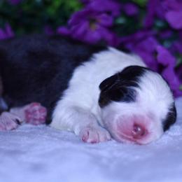Cade - Black tri-color male Australian Shepherd puppy in Easton, Missouri from MMA Kennel