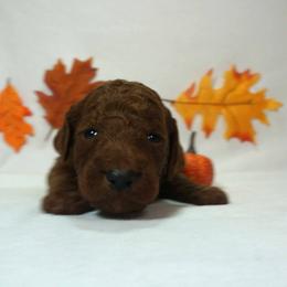 Boy 2 - Red  male Poodle puppy in Mc Henry, Illinois from Sunset Maple Poodles