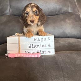 Ivy - Dapple female Dachshund puppy in Stuart, Iowa from Johnson Family Paws