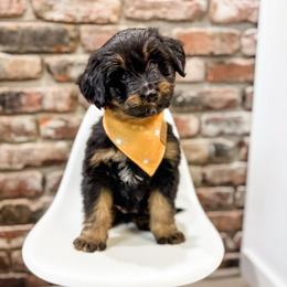 Cheddar - female Bernedoodle puppy in Sharpsburg, Georgia from Steindoodles