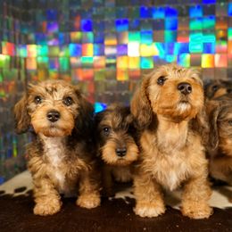 American Corgi, Dachshund, and Pembroke Welsh Corgi Puppies from Shining A Lowriders & Co.
