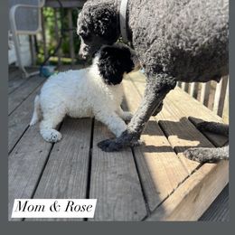 Poodle Puppies from Sarah’s Standards