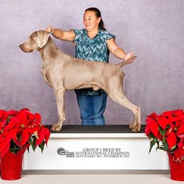 Weimaraner puppies from Willow Ridge Kennel