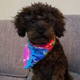 Luna - Poodle