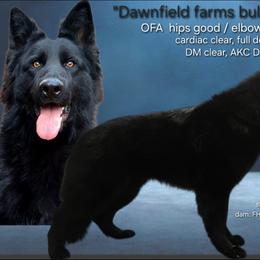 Turbo - German Shepherd