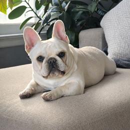 Lola - French Bulldog