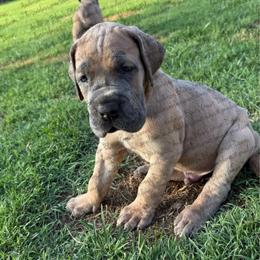 Henry - Fawn male Great Dane puppy in Granbury, Texas from Anderson Blau’s Great Danes