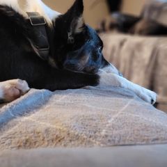 Australian Koolie All Grown Up from Tenacious Dogs