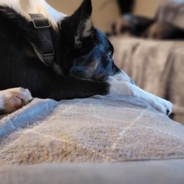 Australian Koolie All Grown Up from Tenacious Dogs