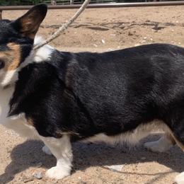 American Corgis and Pembroke Welsh Corgis from K Heart Ranchita
