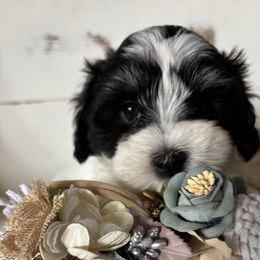 PIXIE - Black and white female Coton de Tulear puppy in Freeport, Texas from H❤️PE COTONS