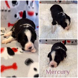 Mercury - Black and white female Aussiedoodle puppy in Republic, Missouri from Holland Hilltop Farm