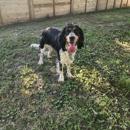 Diana - English Springer Spaniel