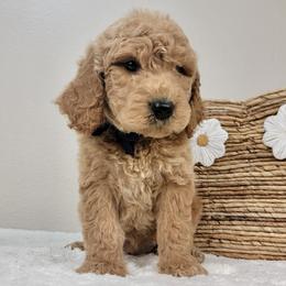 Poe - Apricot male Goldendoodle puppy in Temecula, California from Oodles O'Doodles