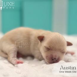 Boy 1 - male Morkie puppy in Scottsdale, Arizona from Lil Luxe Pups