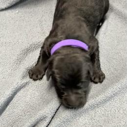 Girl 1 - Black female German Shepherd puppy in Sharon Grove, Kentucky from Julie’s Shepherds