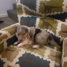 India - Blue merle female Collie puppy in Buchanan, Georgia from Lacey's Lassies