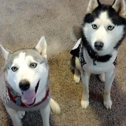 Siberian Husky All Grown Up from Williams' Siberian Huskies