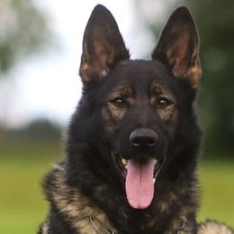 Chilli - German Shepherd