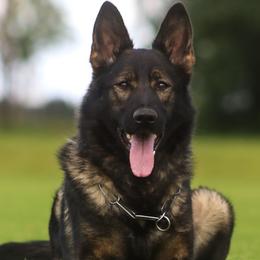 Chilli - German Shepherd