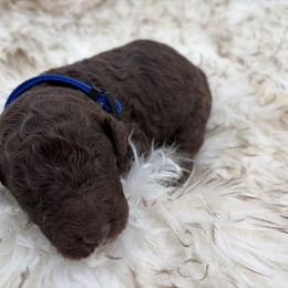 Poodle Puppies from Wild Suns Farm