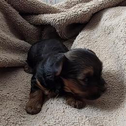 Ranger - Parti male Yorkshire Terrier puppy in Jamesville, New York from Mark Carfagno's Pups
