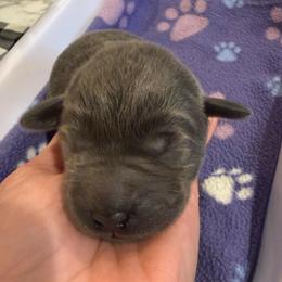 White- Charcoal Female - Charcoal female Dilute Retriever puppy in Marion, Illinois from Summer Lovin’ Labradors of Southern Illinois