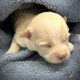 Pearl - Cream female Havanese puppy in Lancaster, South Carolina from 3 Bs Havanese-PUPPIES with  PURPOSE