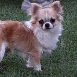 Chihuahuas from A Legacy Chihuahua