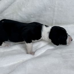 Red - Mantle male Great Dane puppy in Aspers, Pennsylvania from Elja Danes