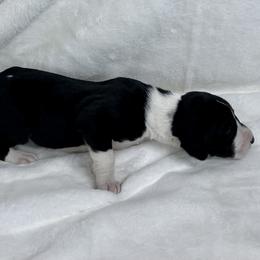 Red - Mantle male Great Dane puppy in Aspers, Pennsylvania from Elja Danes