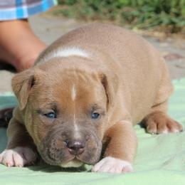 Potato - Blue fawn male American Staffordshire Terrier puppy in Guilford County, North Carolina from Explicit Kennel