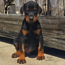 Grizzly - Black and rust male Doberman Pinscher puppy in China Township, Michigan from Snell's Superior Kennel Dobermann & GSP