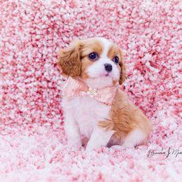 Cavalier King Charles Spaniel and Dalmatian Puppies from Cadence Hall