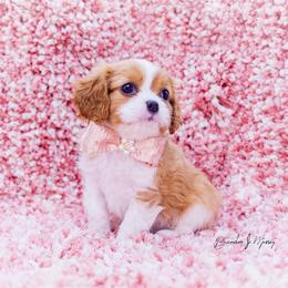 Cavalier King Charles Spaniel and Dalmatian Puppies from Cadence Hall