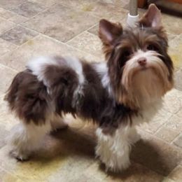 Yorkshire Terrier Puppies from Toy Town Yorkies