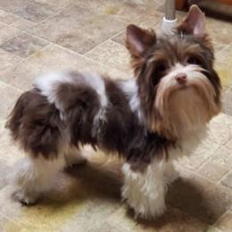 Yorkshire Terrier Puppies from Toy Town Yorkies