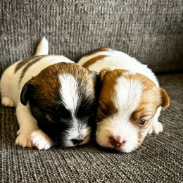 German Shorthaired Pointer and Russell Terrier Puppies from Charnobragan Acres