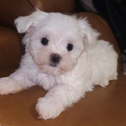 Crumpet - White male Maltese puppy in Eastpointe, Michigan from TLC Kennels TenderLittleCuties