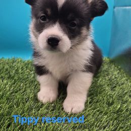 Tippy - Black and tan female Pembroke Welsh Corgi puppy in Pekin, Indiana from Beth's Pawsitivley Corgis