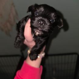 Ebony - Black and tan female Yorkshire Terrier puppy in West Enfield, Maine from GRIFFEY'S SPA AND KENNEL