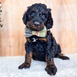 Atticus - Phantom male Bernedoodle puppy in Gaylord, Michigan from Dog Mom Co. Doodles