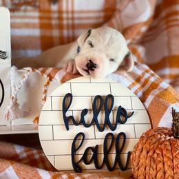 Dalmatian Puppies from Snow Dalmatians