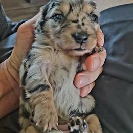 Pepper - Dapple female Dachshund puppy in Guthrie, Oklahoma from The Rooted Place