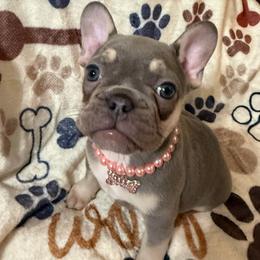 Holly - Tricolors female French Bulldog puppy in Lakeland, Florida from Fur Love And Puppies