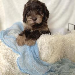 Labradoodle Puppies from Raising Doodles