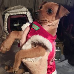 Miniature Pinscher Puppies from RisingStar Miniature Pinschers